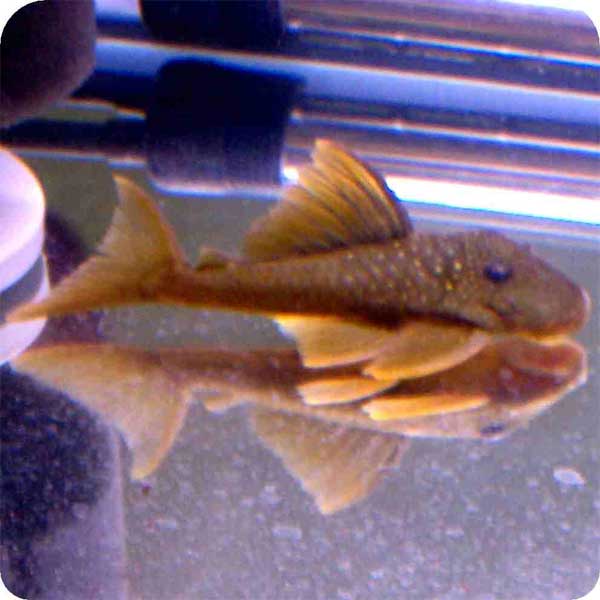 L200 Yellow Spotted Green Phantom Pleco 6 inch